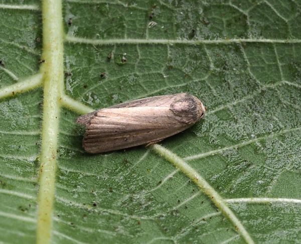 Athetis hospes (Noctuidae)