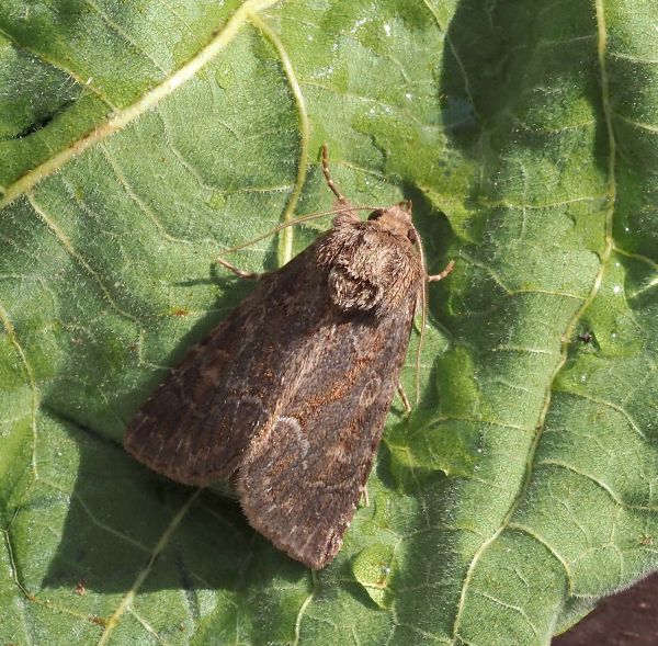 Talpophila matura