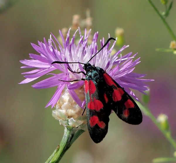 Zygaena filipendulae? S