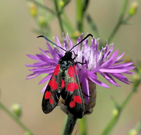 Zygaena filipendulae? S