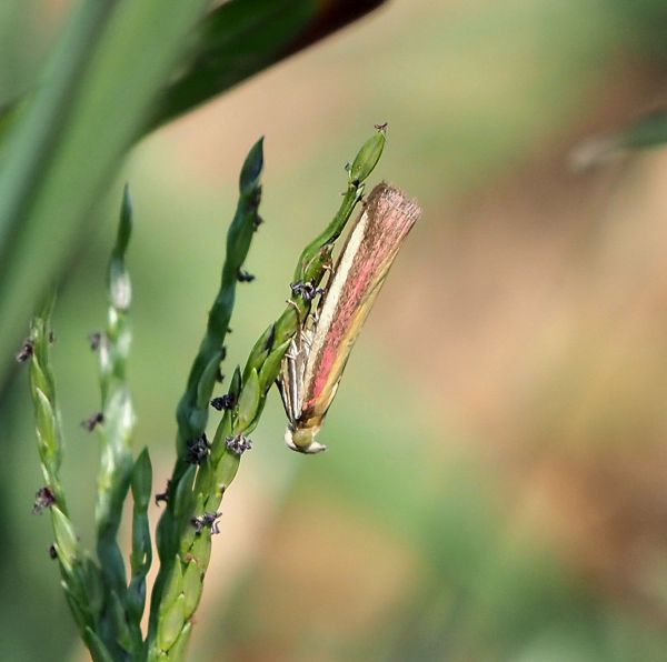 Oncocera semirubella - Pyralidae? S