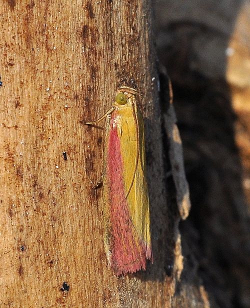 Oncocera semirubella - Pyralidae? S