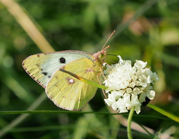 Colias alfacariensis ?  S