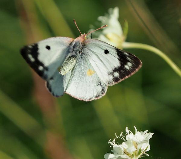 Colias alfacariensis ?  S