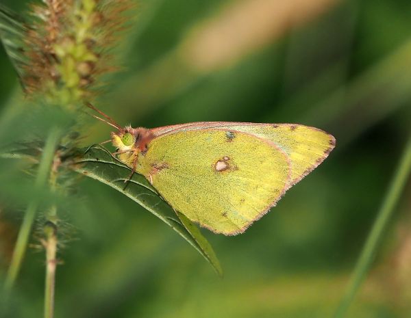 Colias alfacariensis ?  S