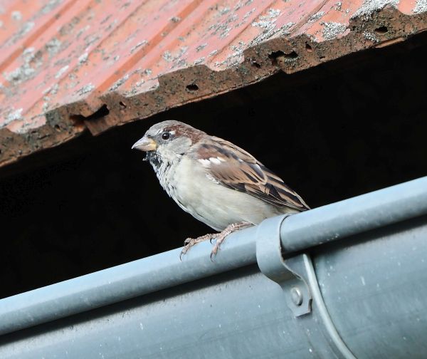 Passera oltremontana?   S, Passer domesticua, maschio