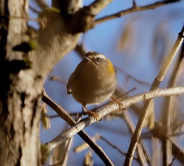 Forse un Lui?  No, Fiorrancino (Regulus ignicapilla)