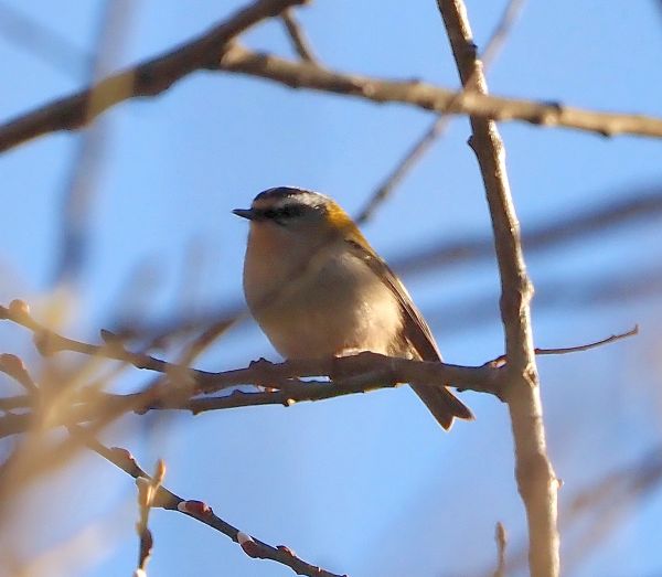 Forse un Lui?  No, Fiorrancino (Regulus ignicapilla)