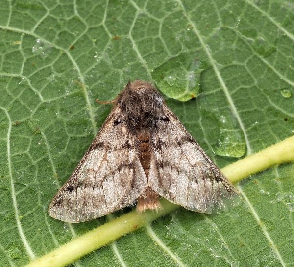 Thaumetopoea pityocampa, Notodontidae