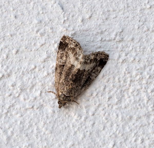 Noctuidae Deltote pygarga ? S, e Oligia strigilis