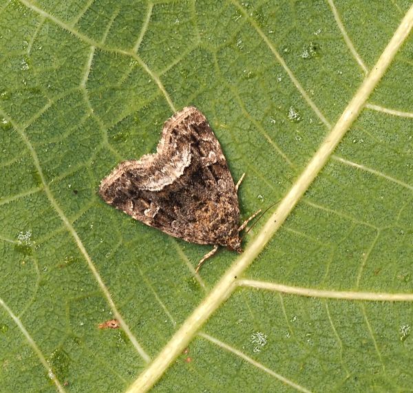 Noctuidae Deltote pygarga ? S, e Oligia strigilis