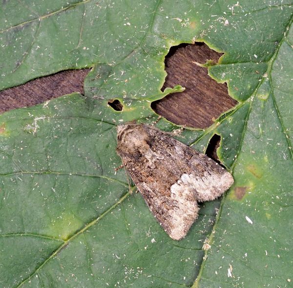 Noctuidae Deltote pygarga ? S, e Oligia strigilis