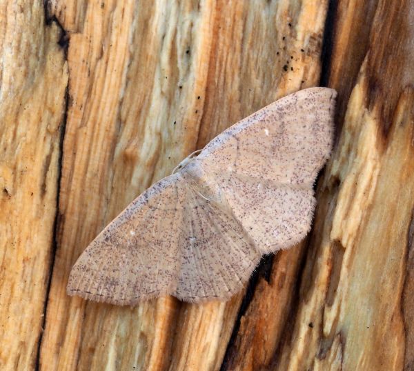 Cyclophora porata ?