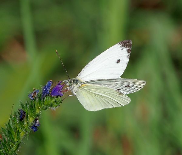 Pieris rapae o mannii?  Pieris napi