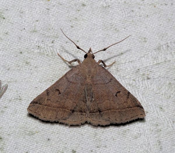 Polypogon o Zanclognatha ?  Zanclognatha lunalis