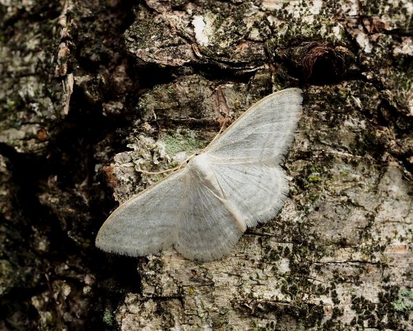 Scopula emutaria? No, Idaea subsericeata - Geometridae