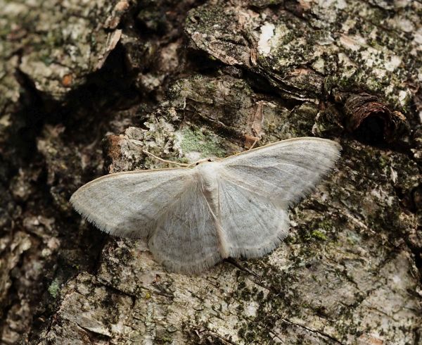 Scopula emutaria? No, Idaea subsericeata - Geometridae