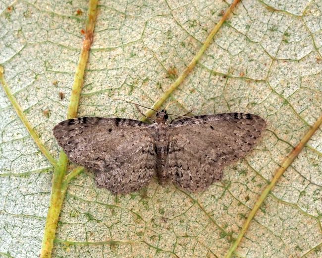 Eupithecia ? No, Anticollix sparsata