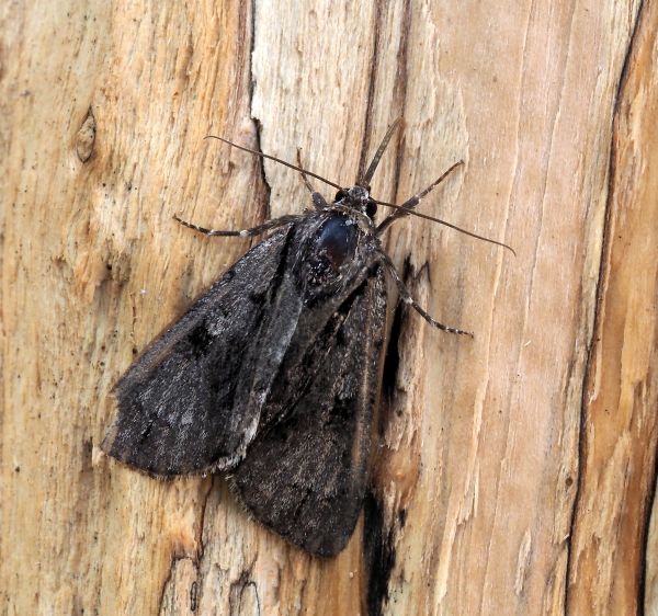 Acronicta alni?