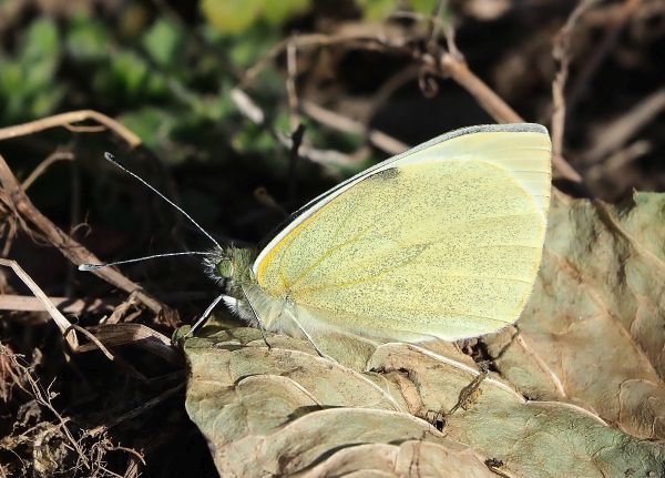 Pieris brassicae ?  S