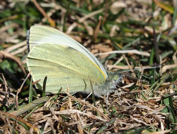 Pieris brassicae ?  S