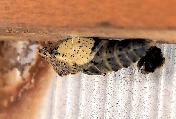 Pieris brassicae ?  S