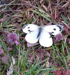 Pieris brassicae ?  S