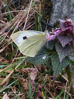 Pieris brassicae ?  S