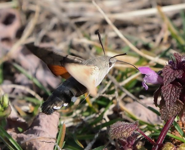 Macroglossum stellatarum