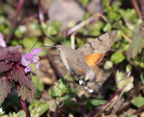 Macroglossum stellatarum