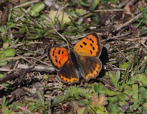 Lycaena phlaeas