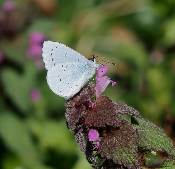 terzo  giodno di primavera