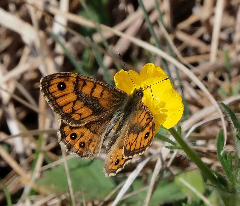 terzo  giodno di primavera