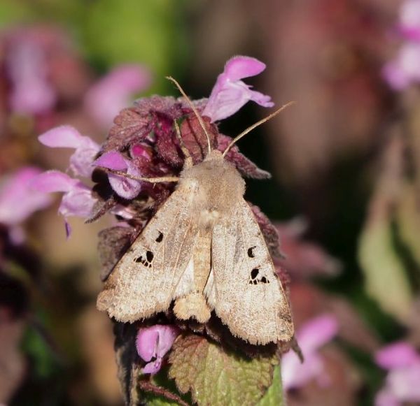 Conistra rubiginosa