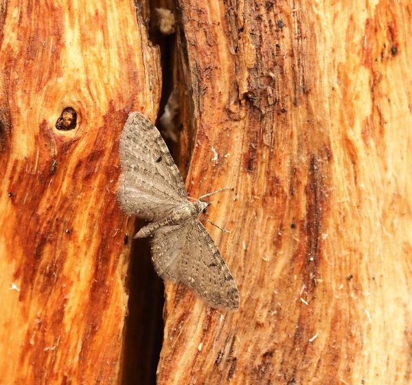 Eupithecia ?