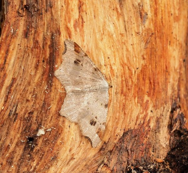 Macaria notata o alternata? M. alternata