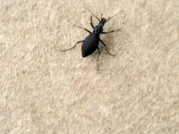 Carabus? S, Carabus intricatus, femmina