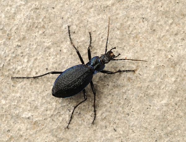 Carabus? S, Carabus intricatus, femmina