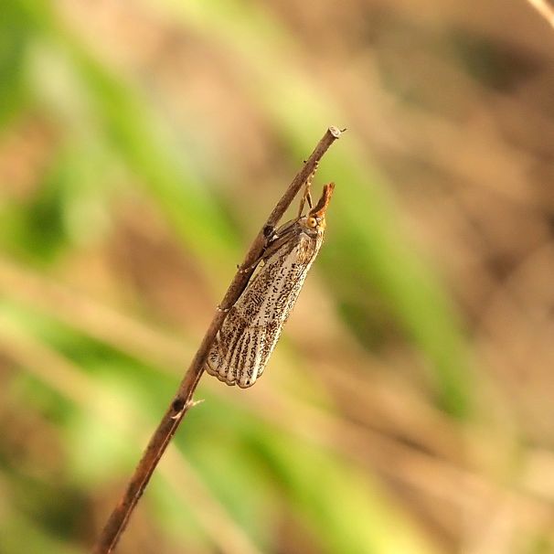 Thisanotia chrysonuchella ? S