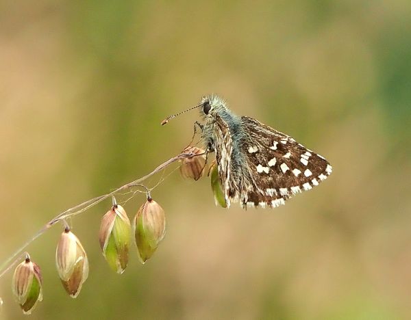 Pyrgus armoricanus ?  Pyrgus armoricanus o Pyrgus malvoides