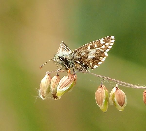 Pyrgus armoricanus ?  Pyrgus armoricanus o Pyrgus malvoides