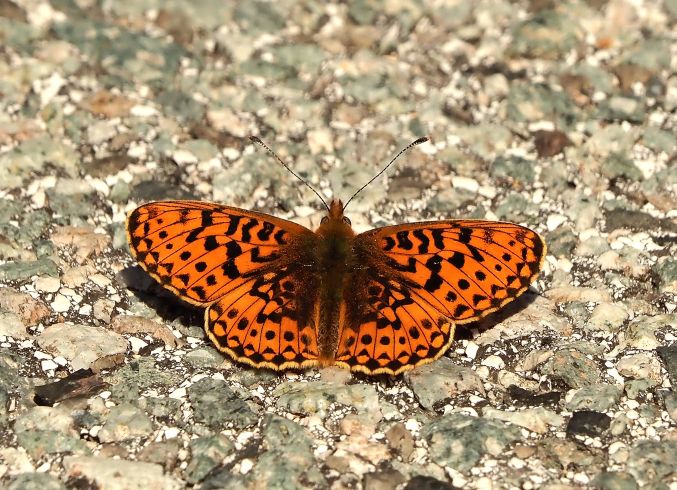 Clossiana euphrosyne ?  S, maschio