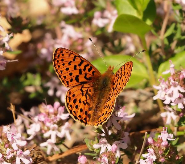 Clossiana euphrosyne ?  S, maschio