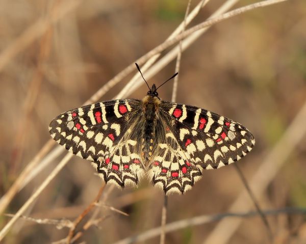 Zerynthia rumina