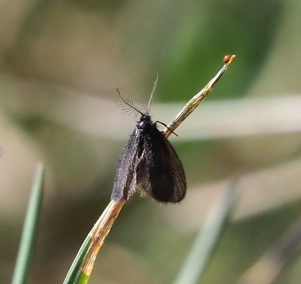 aiuto id. psychidae