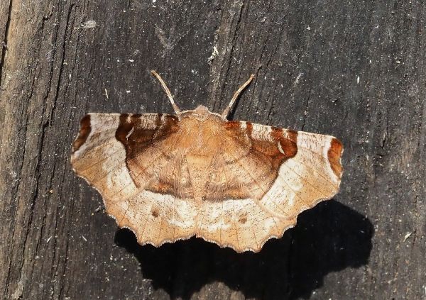 Geometridae: Selenia tetralunaria