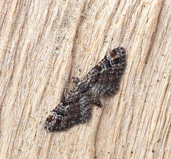 Eupithecia ? No, Gymnoscelis rufifasciata da confermare