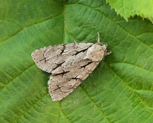 Aiuto id. acronicta