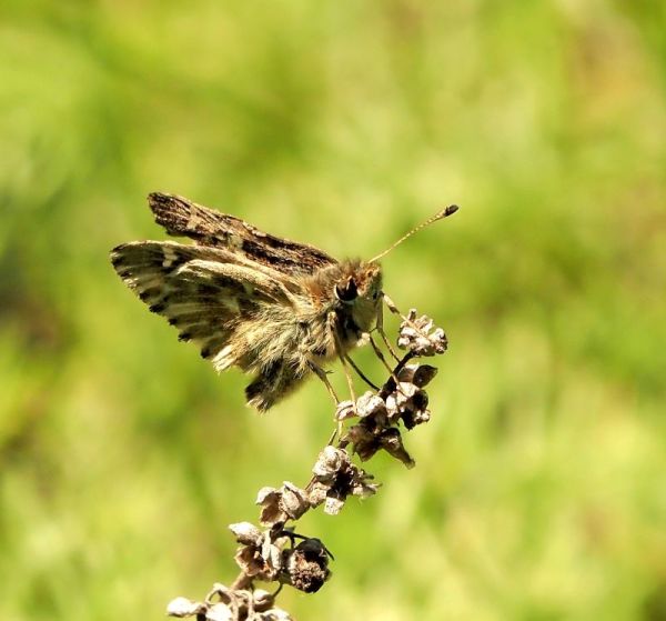 Carcharodus flociferus?  S, ma...Carcharodus floccifera