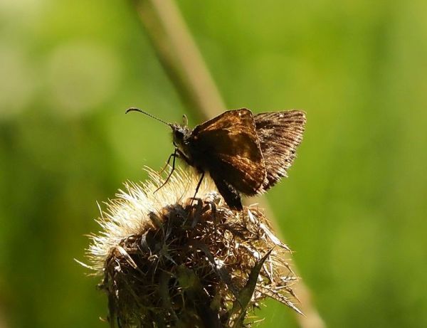 aiuto id. - crambidae o hesperidae?